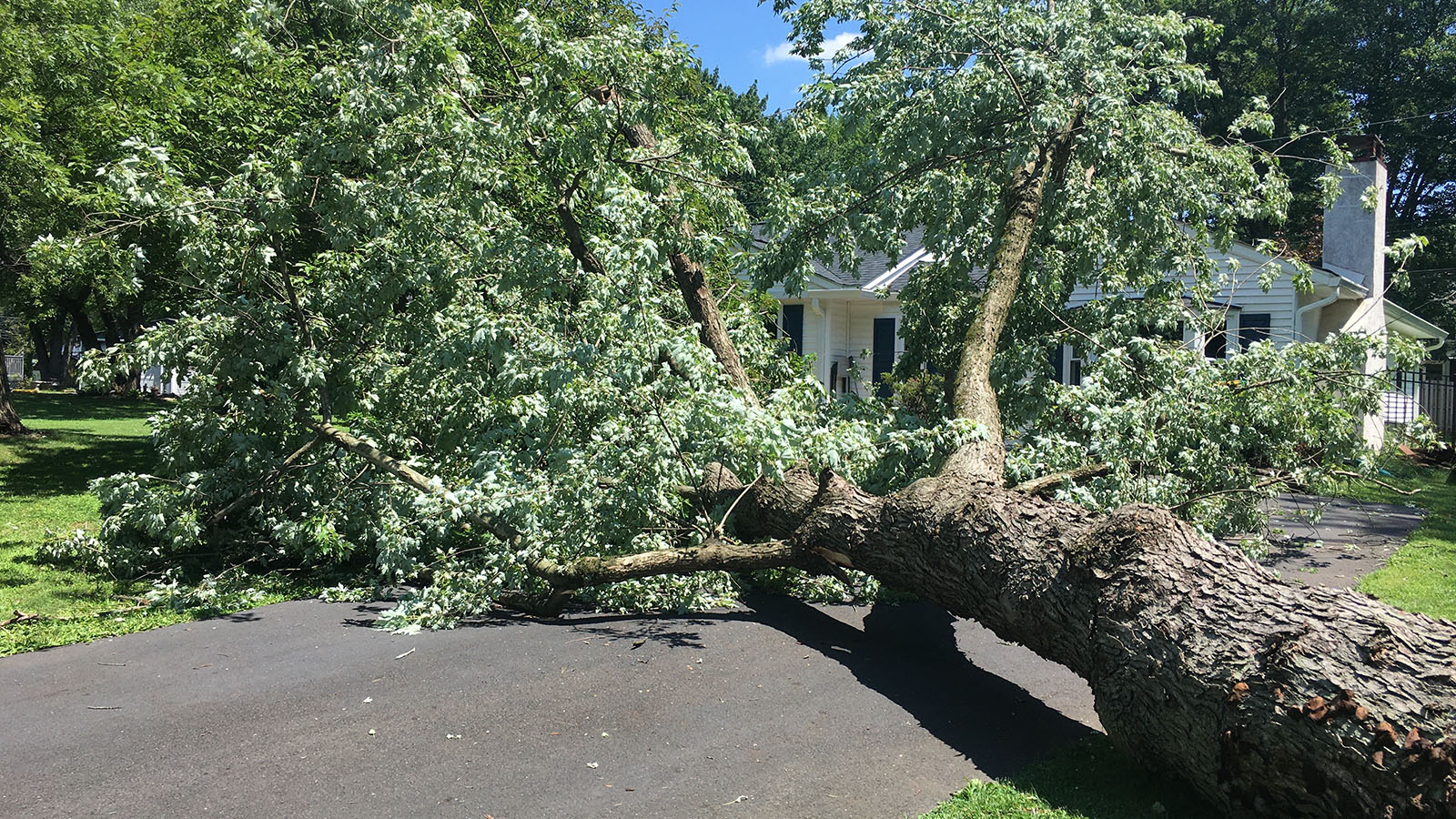 fallen tree