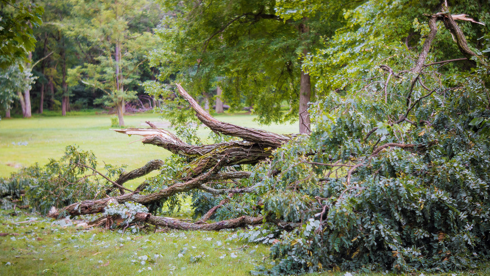 fallen tree